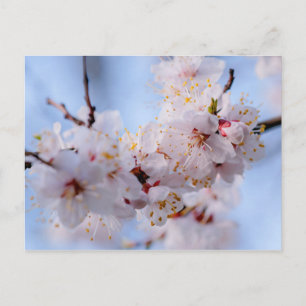 Japans Abriot Blossom Briefkaart
