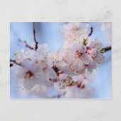 Japans Abriot Blossom Briefkaart (Voorkant)