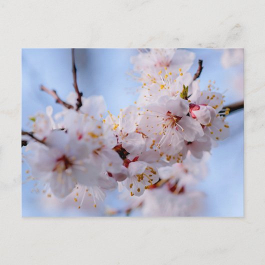 Japans Abriot Blossom Briefkaart (Voorkant)