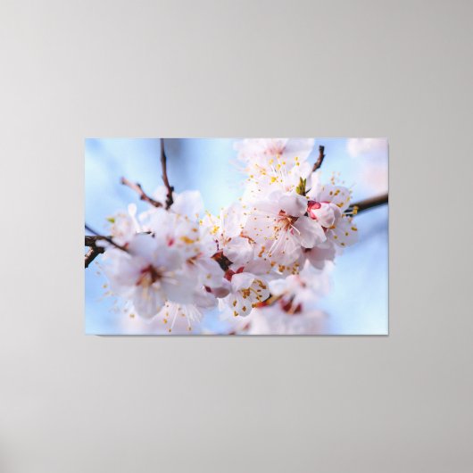 Japans Abriot Blossom Canvas Afdruk (Voorkant)