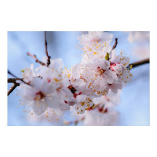 Japans Abriot Blossom Foto Afdruk