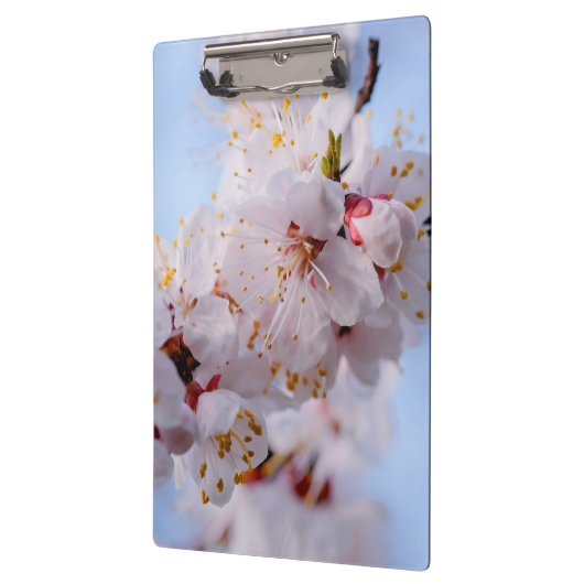 Japans Abriot Blossom Klembord (Links)