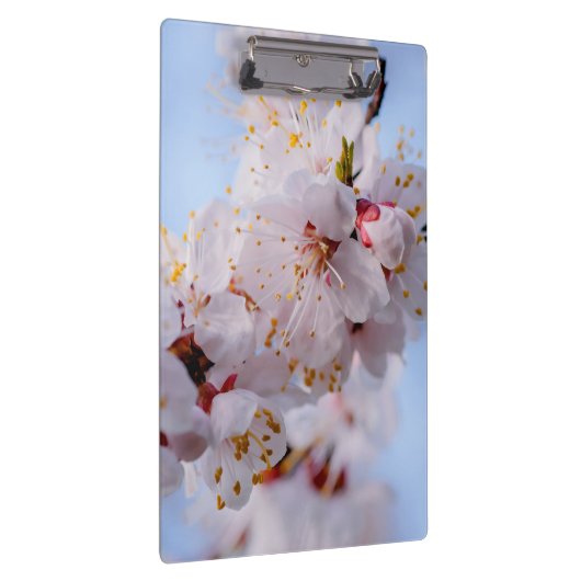 Japans Abriot Blossom Klembord (Rechts)