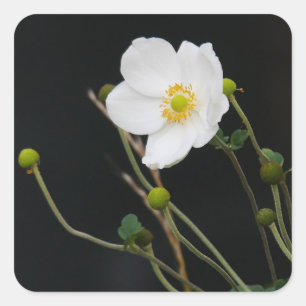 Japans Anemone Sticker