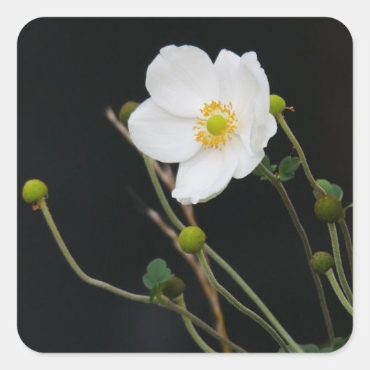 Japans Anemone Sticker (Voorkant)