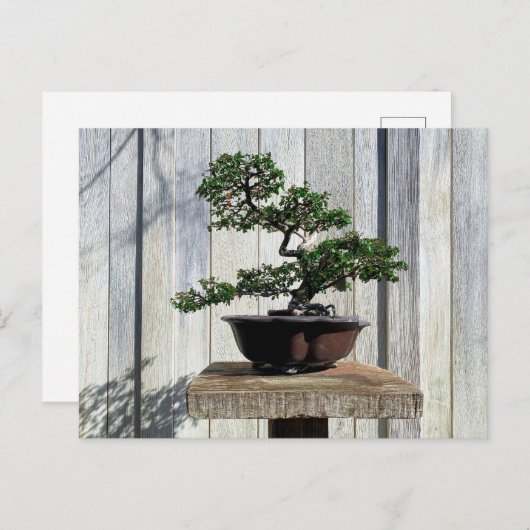 Japans Bonsai Briefkaart (Voorkant / Achterkant)