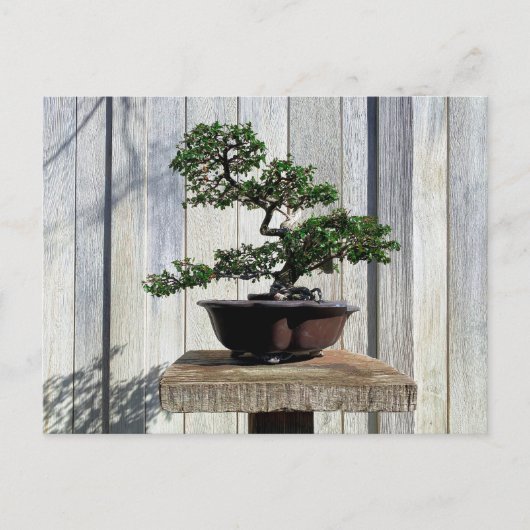 Japans Bonsai Briefkaart (Voorkant)