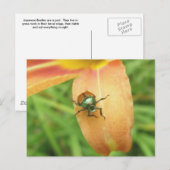 Japans Briefkaart van Beetle (Voorkant / Achterkant)