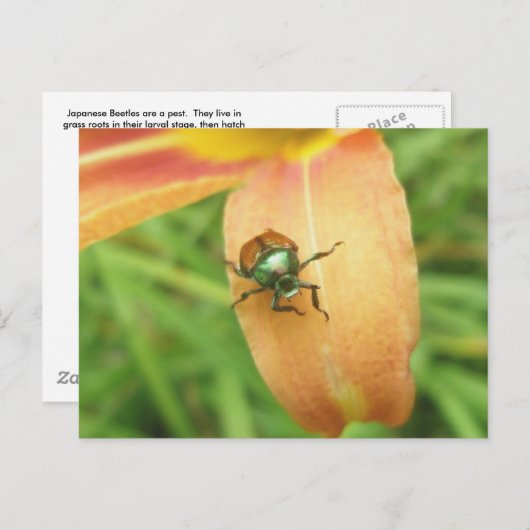 Japans Briefkaart van Beetle (Voorkant / Achterkant)