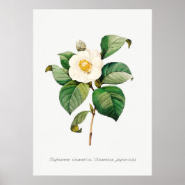  Japans Camellia Botanische Illustratie Poster