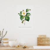  Japans Camellia Botanische Illustratie Poster (Keuken)