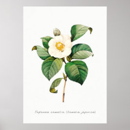  Japans Camellia Botanische Illustratie Poster