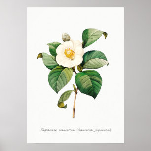 Japans Camellia Botanische Illustratie Poster
