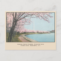 Japans Cherry Blossom Briefkaart Washington, DC