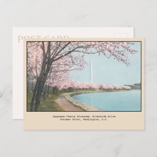 Japans Cherry Blossom Briefkaart Washington, DC (Voorkant / Achterkant)