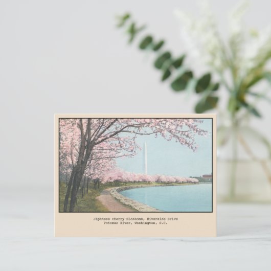 Japans Cherry Blossom Briefkaart Washington, DC (Staand voorkant)