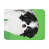 Japans Chin Puppy Painting - Oorspronkelijke honde Magneet (Horizontaal)