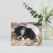 Japans_chin puppy.png briefkaart (Staand voorkant)