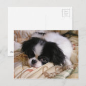 Japans_chin puppy.png briefkaart (Voorkant / Achterkant)