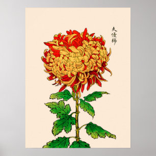  Japans Chrysanthemum. Goud en Sinaasappel Poster