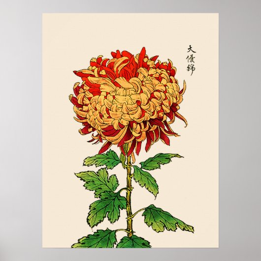  Japans Chrysanthemum. Goud en Sinaasappel Poster (Voorkant)