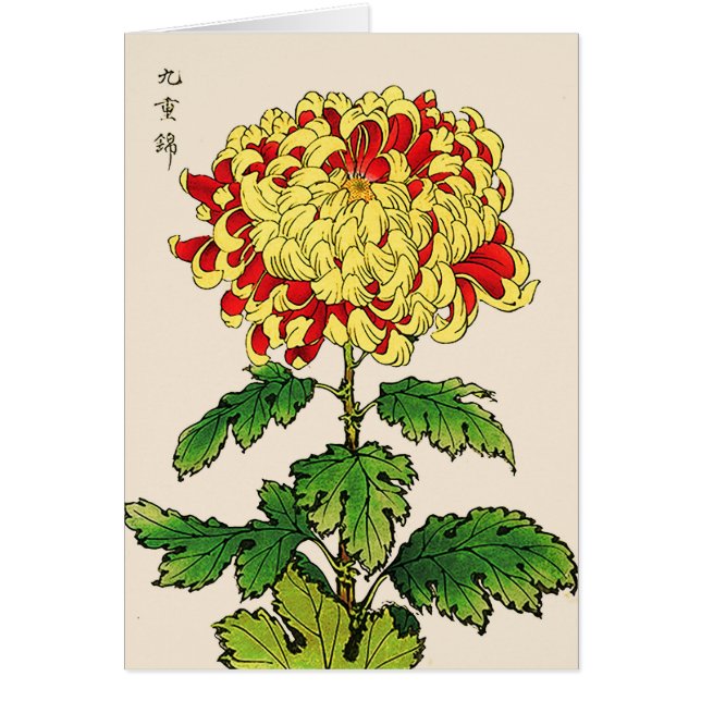  Japans Chrysanthemum. Mustard Yellow (Voorkant)