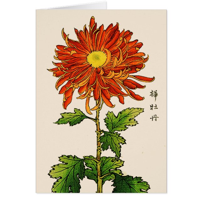  Japans Chrysanthemum. Sinaasappel en goud (Voorkant)