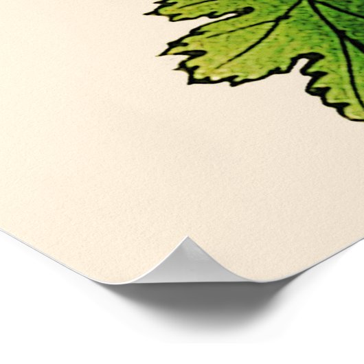  Japans Chrysanthemum. Sinaasappel en goud Poster (Hoek)