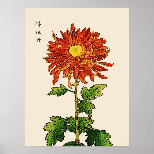  Japans Chrysanthemum. Sinaasappel en goud Poster (Voorkant)