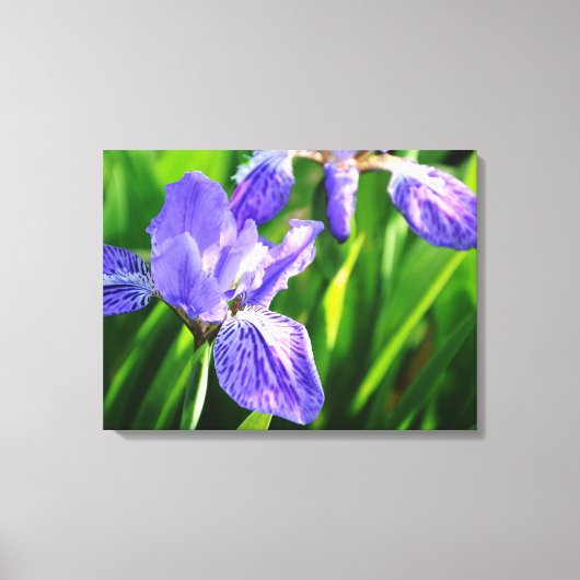 Japans Dak Iris Verpakt Canvas (Voorkant)