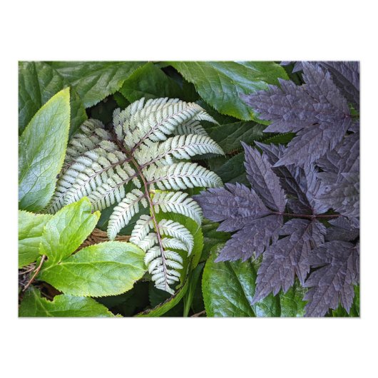 Japans gekleurde fern en olievlek botanisch foto afdruk (Voorkant)