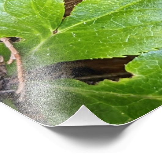 Japans gekleurde fern en olievlek botanisch foto afdruk (Hoek)