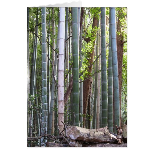 Japans Giant Bamboo Forest, Sagano, Kyoto, Japan (Voorkant)