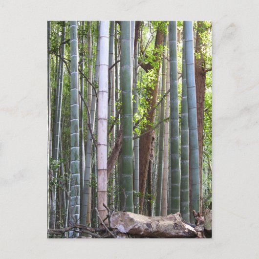 Japans Giant Bamboo Forest, Sagano, Kyoto, Japan Briefkaart (Voorkant)