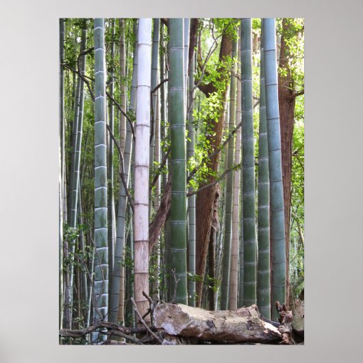 Japans Giant Bamboo Forest, Sagano, Kyoto, Japan Poster (Voorkant)