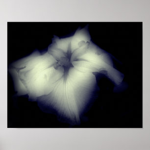 Japans Iris Black en White High Contrast Poster