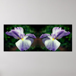 japans iris bloem ontvouwen spiegel Abstract Poster