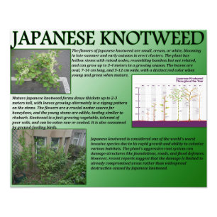 Japans Knotweed Foto Afdruk
