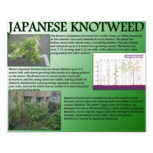 Japans Knotweed Foto Afdruk (Voorkant)