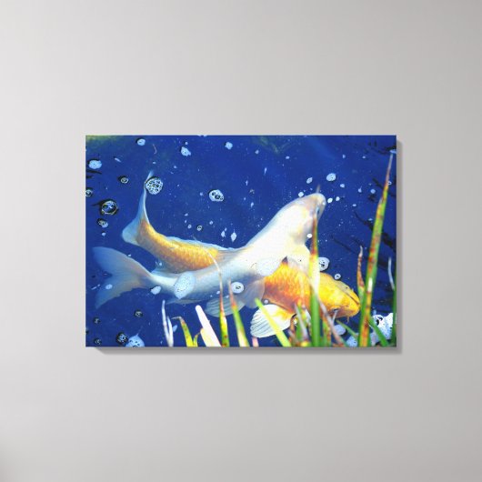 Japans koi karper canvas print (Voorkant)