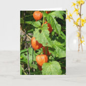 Japans Lantaarns Wenskaart (leeg binnenin) Kaart (Gele Bloem)