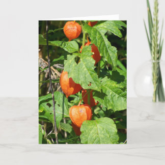 Japans Lantaarns Wenskaart (leeg binnenin) Kaart