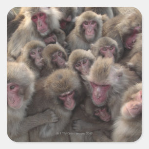 Japans macaque (Macaca fuscata) Vierkante Sticker