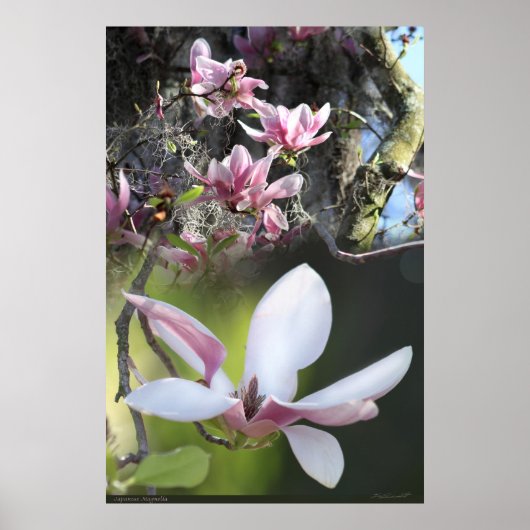 Japans Magnolia 2 Poster -40x60 - of kleiner (Voorkant)