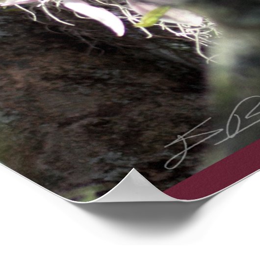 Japans Magnolia Poster -24x36 - andere grootte ook (Hoek)