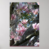 Japans Magnolia Poster -24x36 - andere grootte ook (Voorkant)