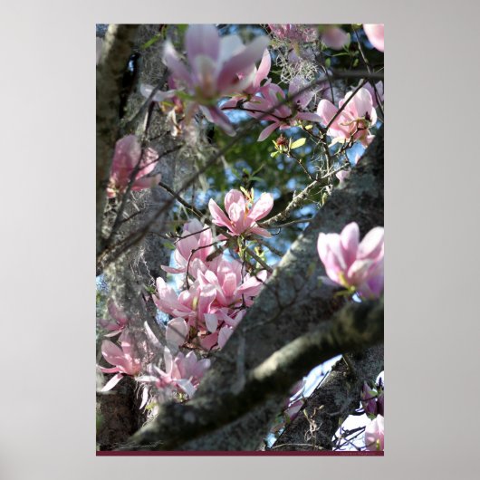 Japans Magnolia Poster -24x36 - andere grootte ook (Voorkant)