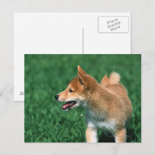 Japans Midget Shiba Briefkaart (Voorkant / Achterkant)