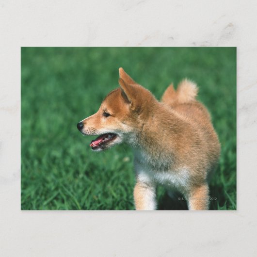 Japans Midget Shiba Briefkaart (Voorkant)