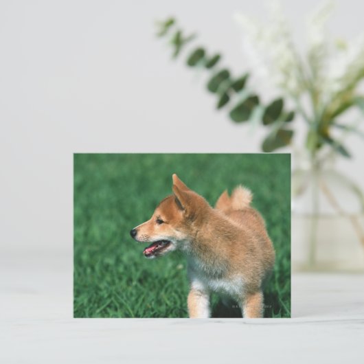 Japans Midget Shiba Briefkaart (Staand voorkant)